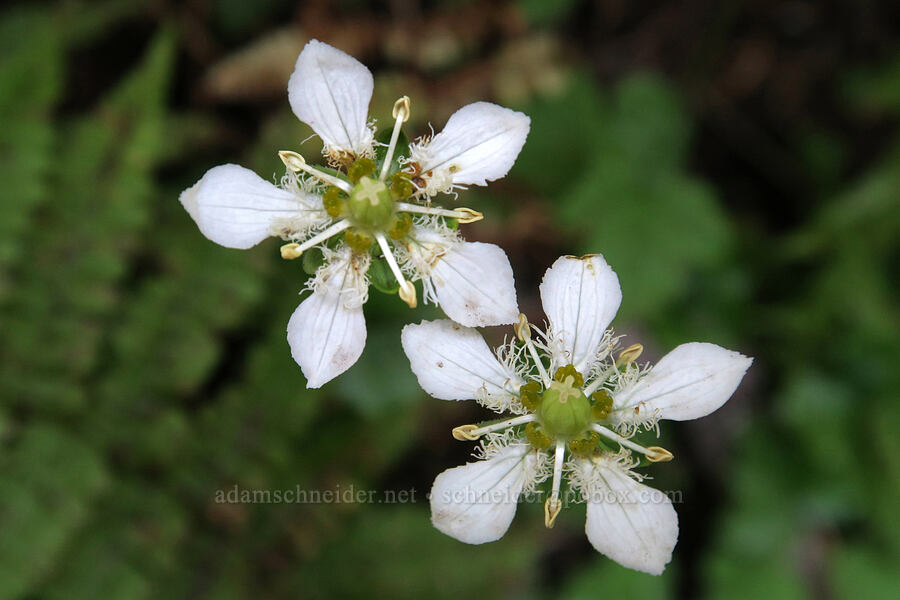 grass-of-Parnassus (Parnassia fimbriata) [Cascade Pass Trail, North Cascades National Park, Skagit County, Washington]
