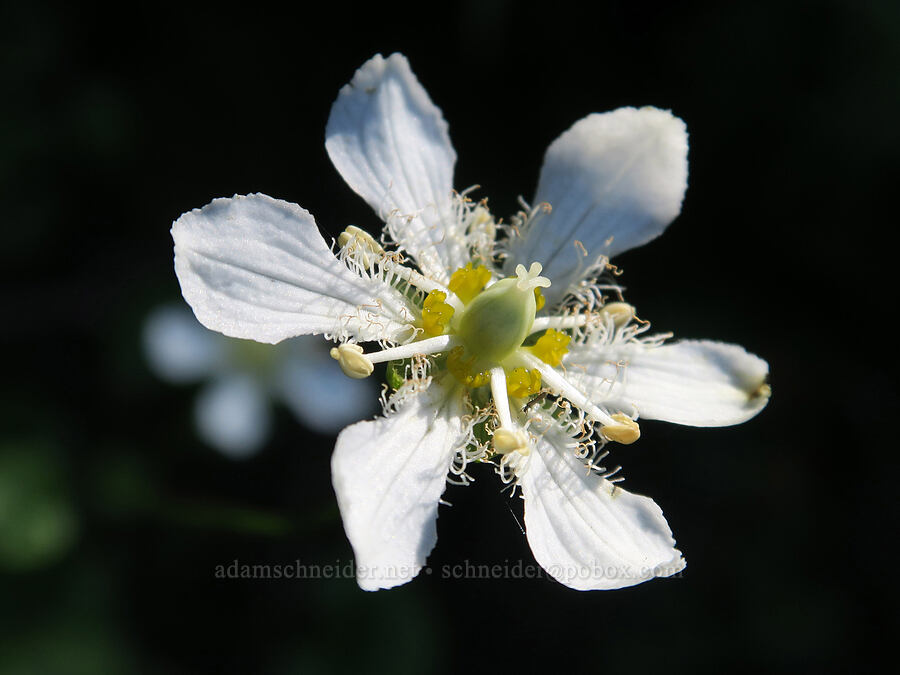 grass-of-Parnassus (with six petals) (Parnassia fimbriata) [Cascade Pass Trail, North Cascades National Park, Skagit County, Washington]