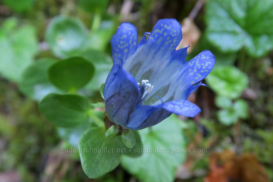 explorer's gentian (Gentiana calycosa) [Cascade Pass Trail, North Cascades National Park, Skagit County, Washington]