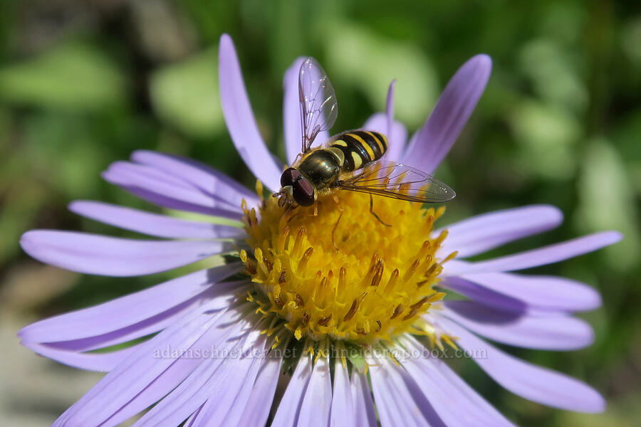 flower fly on leafy-bract aster (Symphyotrichum foliaceum (Aster foliaceus)) [Cascade Pass Trail, North Cascades National Park, Skagit County, Washington]