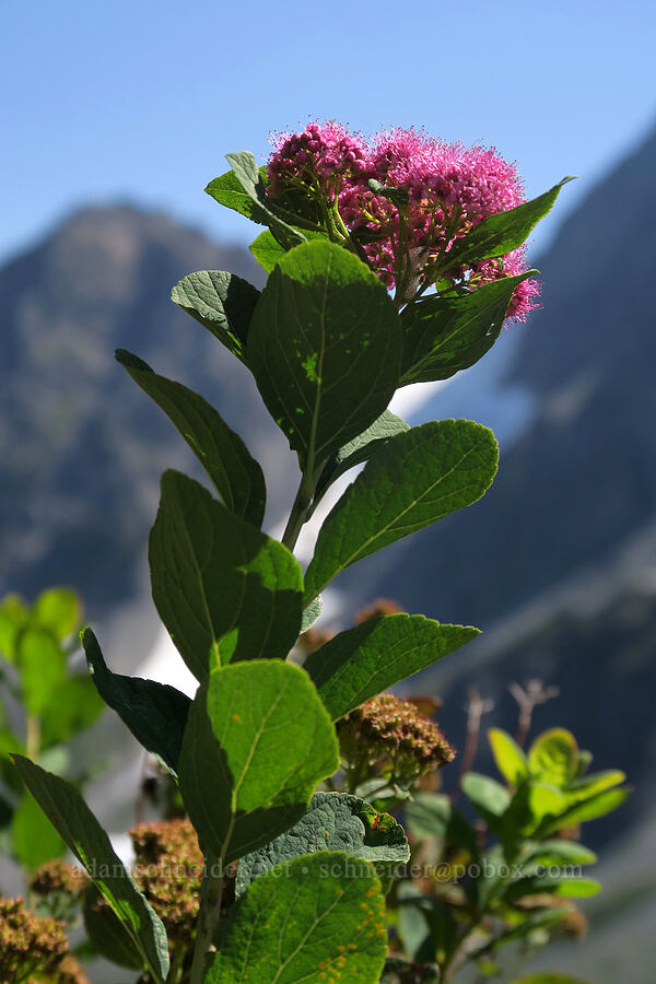 subalpine spirea (Spiraea splendens (Spiraea densiflora)) [Sahale Arm Trail, North Cascades National Park, Chelan County, Washington]