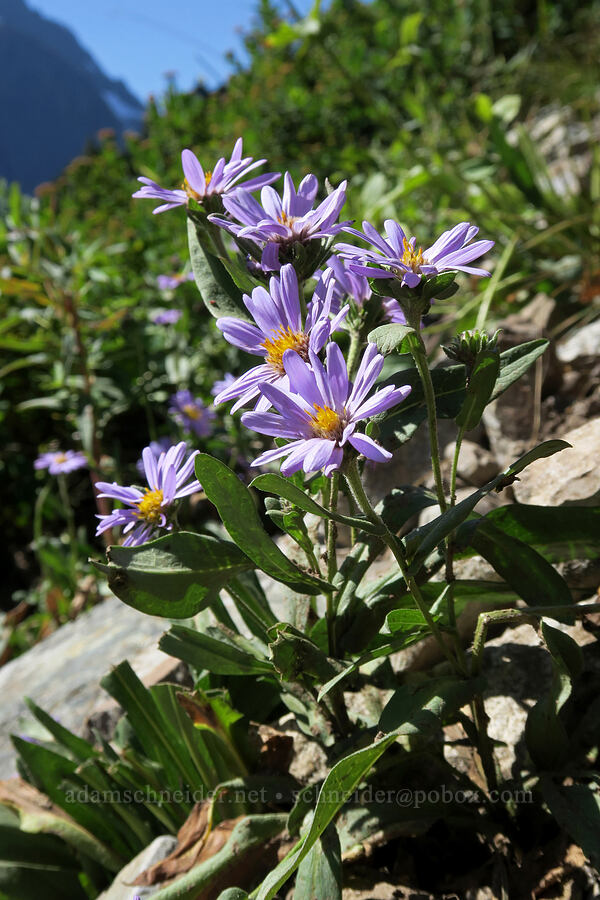 alpine leafy-bract aster (Symphyotrichum foliaceum (Aster foliaceus)) [Sahale Arm Trail, North Cascades National Park, Chelan County, Washington]