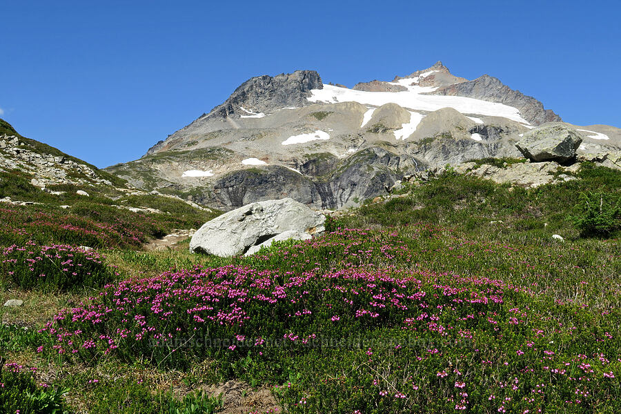 pink mountain heather & Sahale Mountain (Phyllodoce empetriformis) [Sahale Arm Trail, North Cascades National Park, Chelan County, Washington]