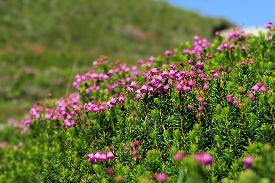 pink mountain heather (Phyllodoce empetriformis) [Sahale Arm Trail, North Cascades National Park, Chelan County, Washington]