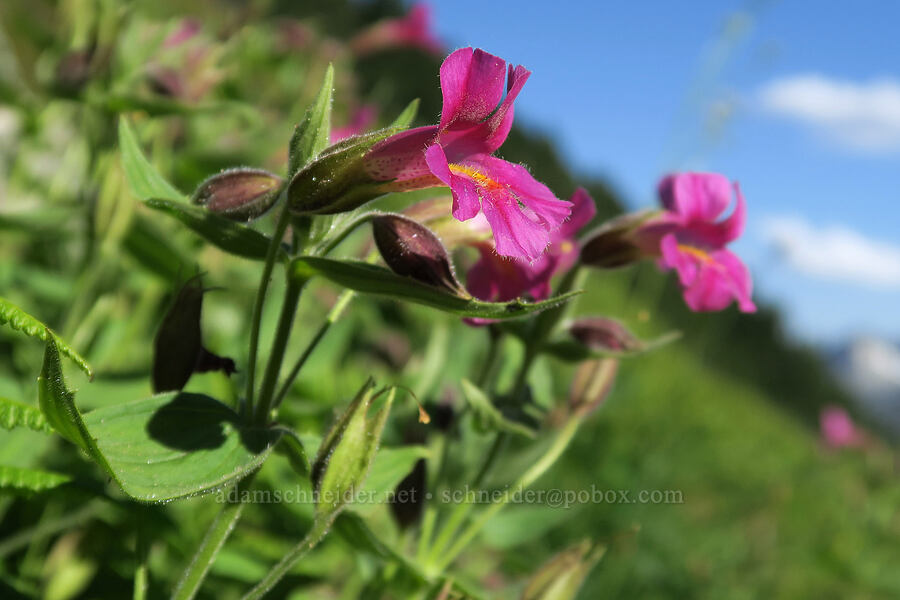 Lewis' monkeyflower (Erythranthe lewisii (Mimulus lewisii)) [Sahale Arm Trail, North Cascades National Park, Chelan County, Washington]