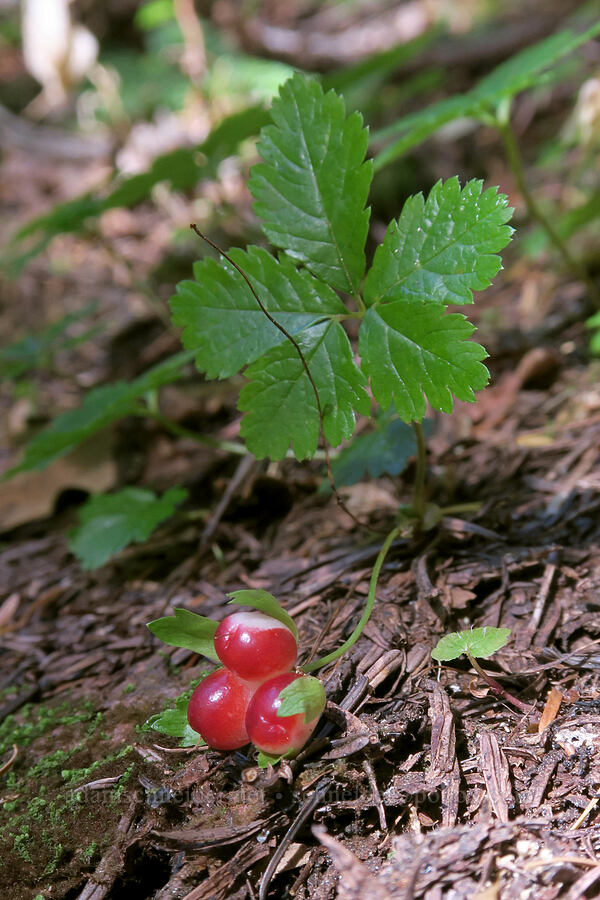 strawberry-leaf bramble berries (Rubus pedatus) [Cascade Pass Trail, North Cascades National Park, Skagit County, Washington]