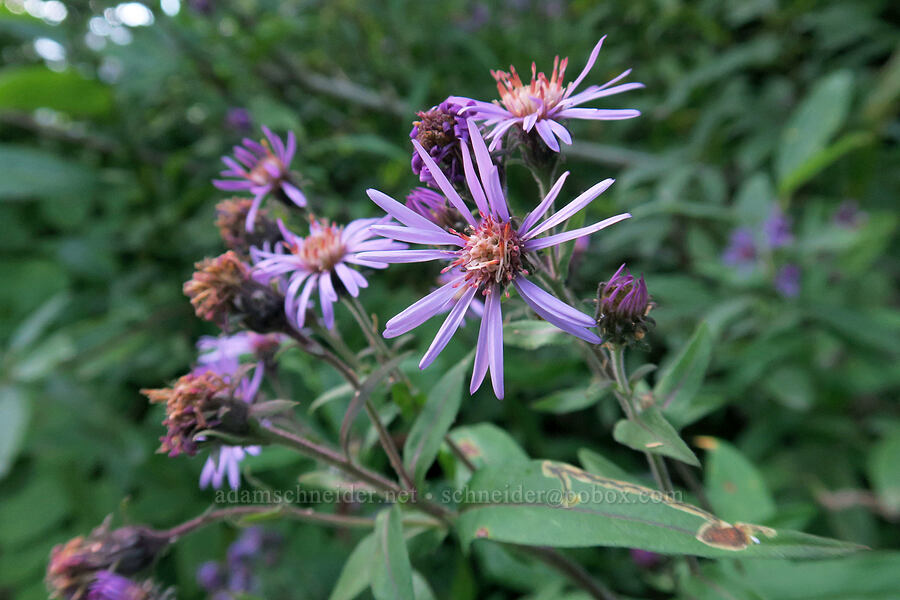 great northern asters (Canadanthus modestus (Aster modestus)) [Cascade River Road, North Cascades National Park, Skagit County, Washington]