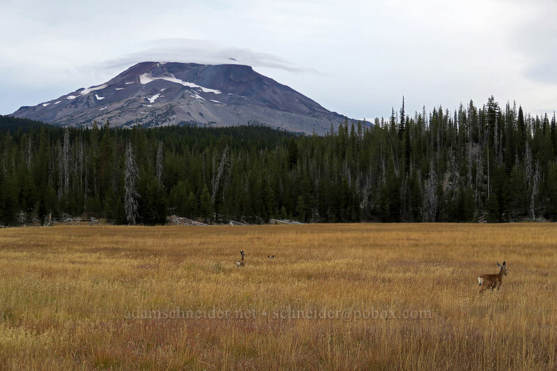 South Sister & black-tailed deer (Odocoileus hemionus columbianus) [Green Lakes Trailhead, Deschutes National Forest, Deschutes County, Oregon]