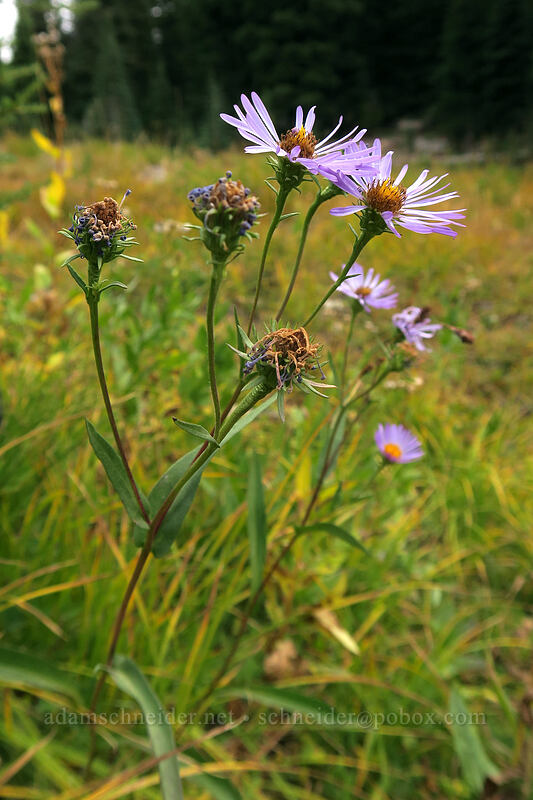 western mountain aster (Symphyotrichum spathulatum (Aster occidentalis)) [Green Lakes Trail, Three Sisters Wilderness, Deschutes County, Oregon]