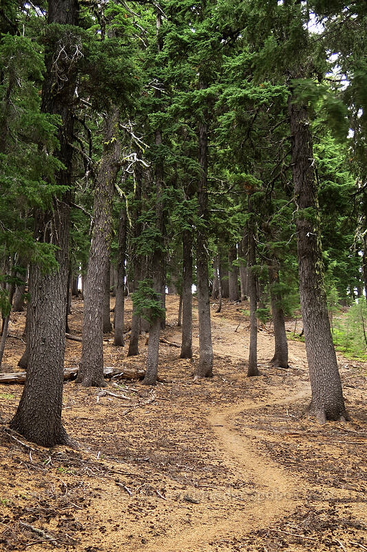 climber's trail [Broken Top climber's trail, Three Sisters Wilderness, Deschutes County, Oregon]