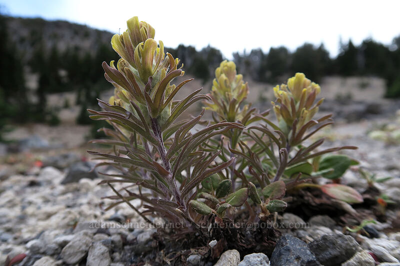 cobwebby paintbrush (Castilleja arachnoidea) [Broken Top climber's trail, Three Sisters Wilderness, Deschutes County, Oregon]