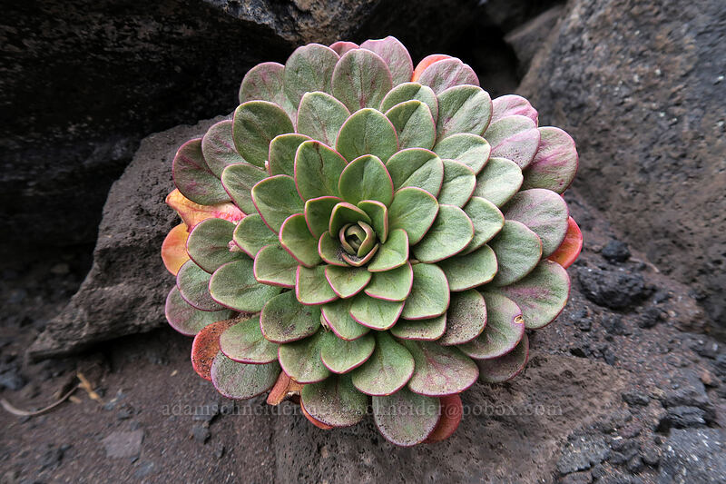 alpine spring-beauty leaf rosette (Claytonia megarhiza) [Broken Top climber's trail, Three Sisters Wilderness, Deschutes County, Oregon]