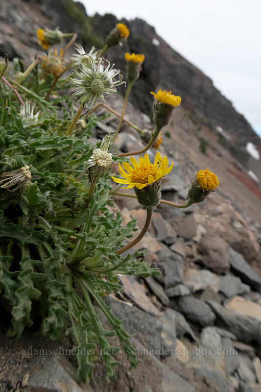 dwarf alpine-gold (Hulsea nana) [west side of Broken Top, Three Sisters Wilderness, Deschutes County, Oregon]