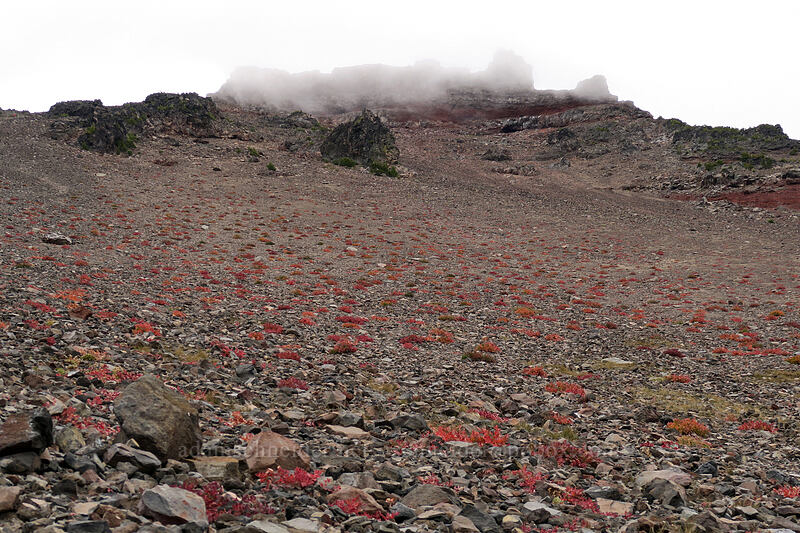 cloud-covered summit block & knotweed leaves (Aconogonon davisiae (Koenigia davisiae) (Polygonum newberryi)) [west side of Broken Top, Three Sisters Wilderness, Deschutes County, Oregon]