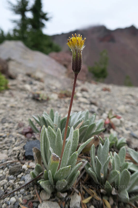 silvery raillardella (Raillardella argentea) [below Broken Top, Three Sisters Wilderness, Deschutes County, Oregon]