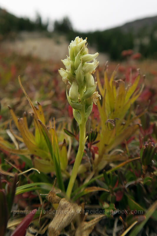 hooded ladies'-tresses (Spiranthes romanzoffiana) [below Broken Top, Three Sisters Wilderness, Deschutes County, Oregon]