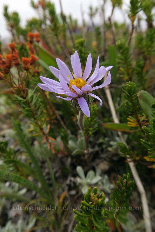 tundra aster & heather leaves (Oreostemma alpigenum var. alpigenum (Aster alpigenus), Phyllodoce empetriformis) [below Broken Top, Three Sisters Wilderness, Deschutes County, Oregon]