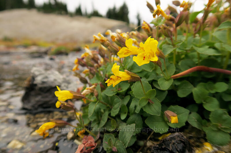 large mountain monkeyflower (Erythranthe tilingii (Mimulus tilingii)) [below Broken Top, Three Sisters Wilderness, Deschutes County, Oregon]