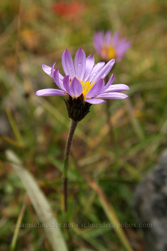tundra aster (Oreostemma alpigenum var. alpigenum (Aster alpigenus)) [Green Lakes Trail, Three Sisters Wilderness, Deschutes County, Oregon]
