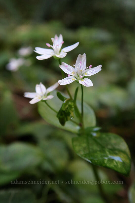 candyflower (Claytonia sibirica (Montia sibirica)) [Henline Falls Trail, Opal Creek Wilderness, Marion County, Oregon]