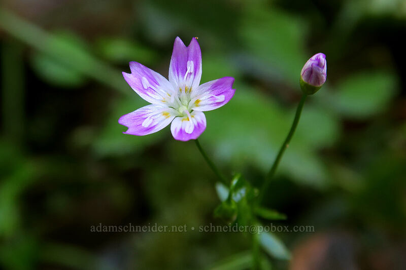 candyflower (Claytonia sibirica (Montia sibirica)) [Henline Falls Trail, Opal Creek Wilderness, Marion County, Oregon]