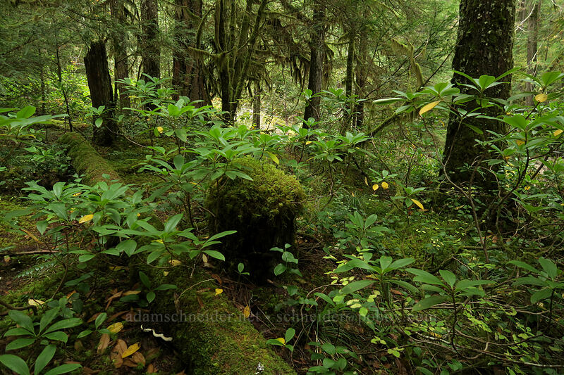 mossy rhododendron grove (Rhododendron macrophyllum) [Kopetski Trail, Opal Creek Scenic Recreation Area, Marion County, Oregon]