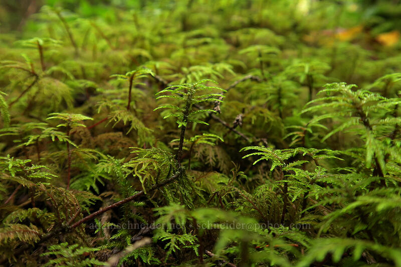 moss 