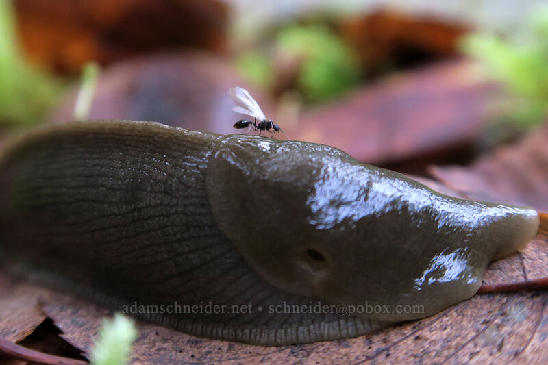 winged ant on a banana slug (Ariolimax columbianus) [Kopetski Trail, Opal Creek Scenic Recreation Area, Marion County, Oregon]
