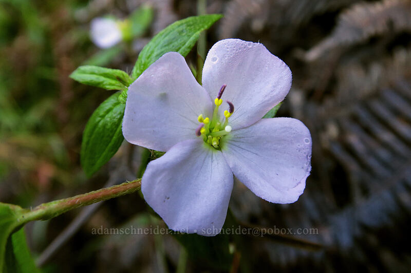 false meadow-beauty (Pterolepis glomerata (Rhexia glomerata)) [Hihimanu Trail, Hanalei, Kaua'i, Hawaii]