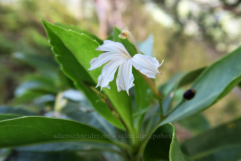 naupaka kuahiwi (Scaevola sp.) [Hihimanu Trail, Hanalei, Kaua'i, Hawaii]