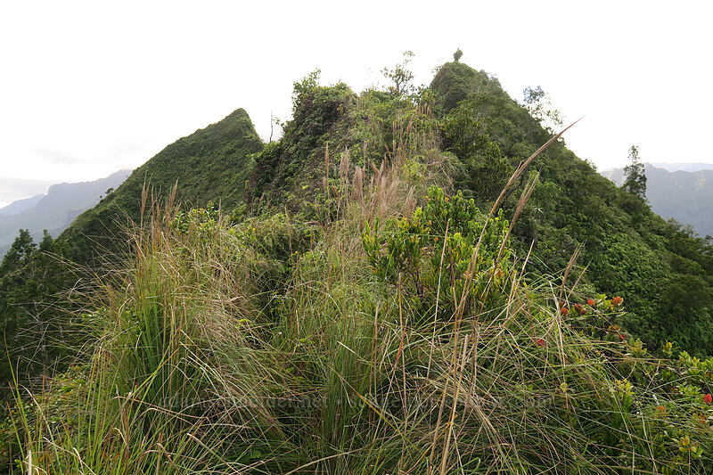 ridgetop trail [Hihimanu Trail, Hanalei, Kaua'i, Hawaii]