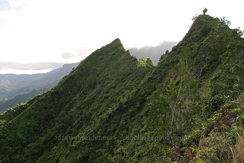 Hihimanu's twin summits [Hihimanu Trail, Hanalei, Kaua'i, Hawaii]