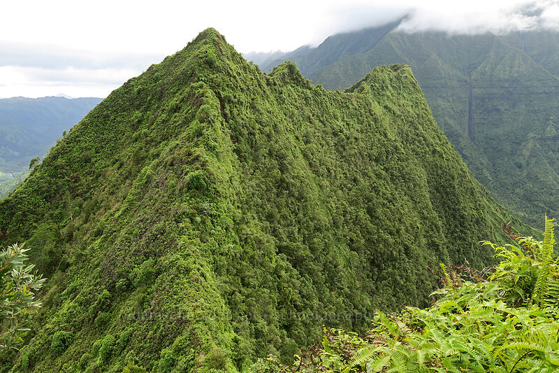 Hihimanu's southern summit [north summit of Hihimanu, Hanalei, Kaua'i, Hawaii]