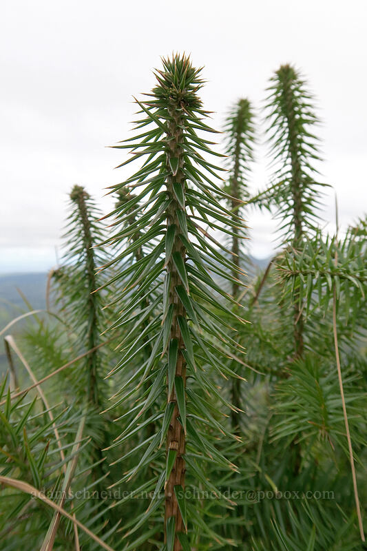 araucaria leaves [north summit of Hihimanu, Hanalei, Kaua'i, Hawaii]