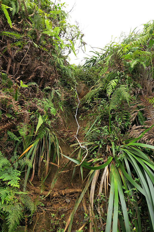 rope #27 [Hihimanu Trail, Hanalei, Kaua'i, Hawaii]
