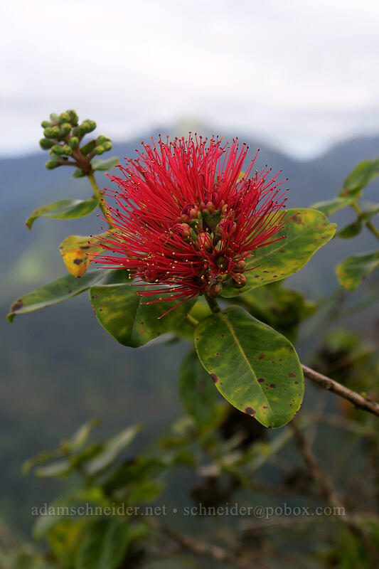 'ohi'a lehua (Metrosideros polymorpha) [Hihimanu Trail, Hanalei, Kaua'i, Hawaii]
