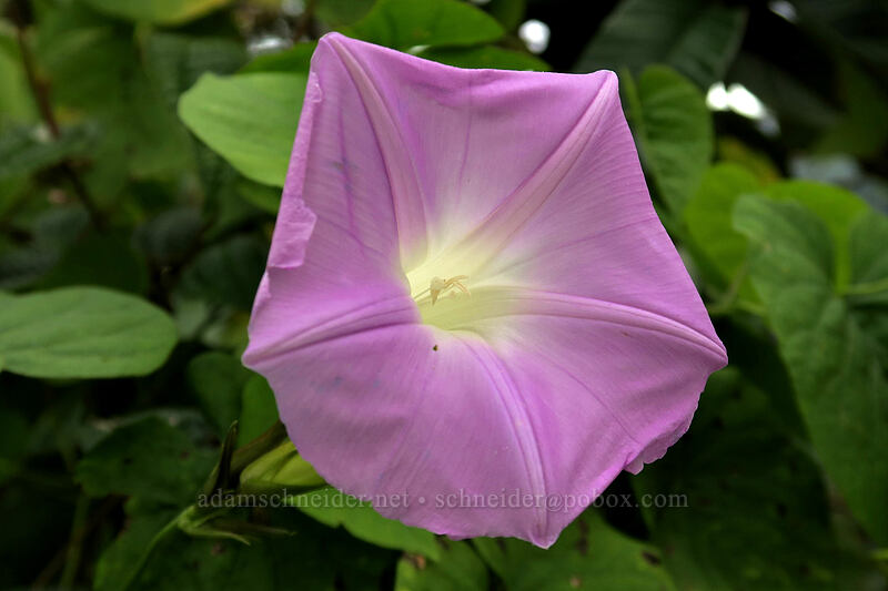 wild morning glory (koali 'awa) (Ipomoea indica) [Hihimanu Trail, Hanalei, Kaua'i, Hawaii]