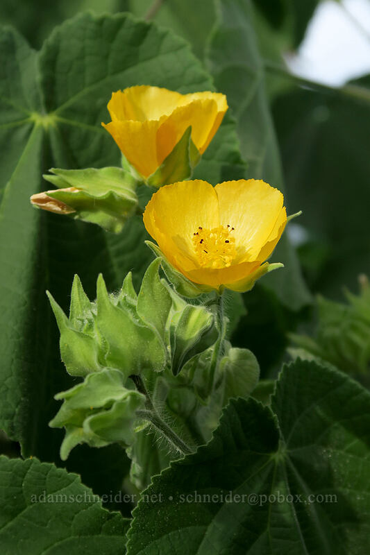 hairy Indian mallow (Abutilon grandifolium) [Makauwahi Cave Trail, Maha'ulepu, Kaua'i, Hawaii]