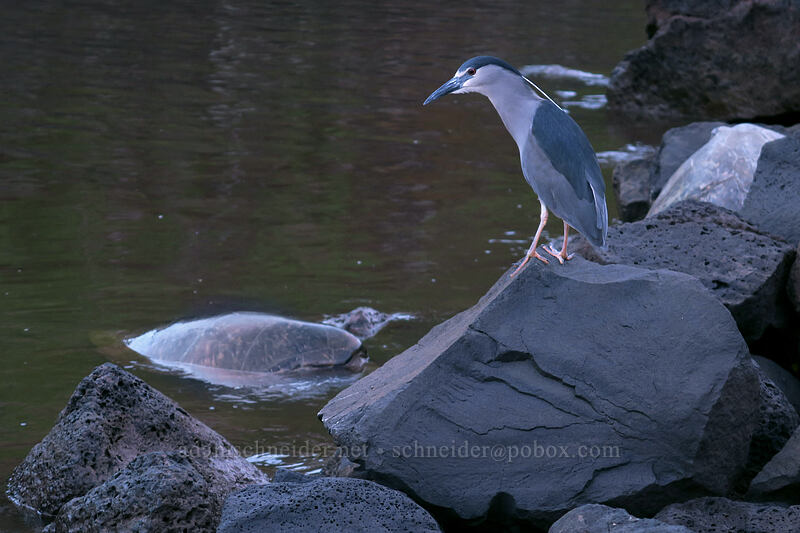 black-crowned night heron & sea turtle (Nycticorax nycticorax, Chelonia mydas) [Koloa Landing, Po'ipu, Kaua'i, Hawaii]