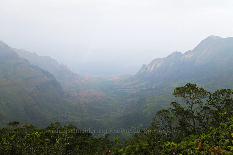 hazy Kalalau Valley [Pihea Trail, Na Pali-Kona Forest Reserve, Kaua'i, Hawaii]