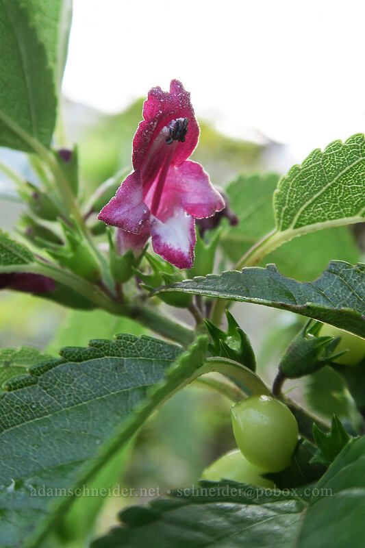 purple stenogyne (mōhihi) (Stenogyne purpurea) [Pihea Trail, Na Pali-Kona Forest Reserve, Kaua'i, Hawaii]
