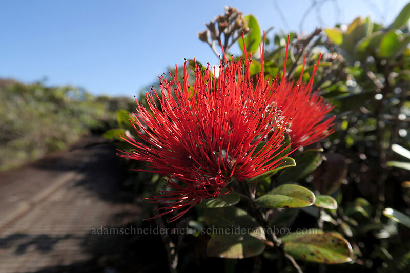 low-growing 'ohi'a lehua (Metrosideros polymorpha) [Alaka'i Swamp Trail, Alaka'i Wilderness Preserve, Kaua'i, Hawaii]