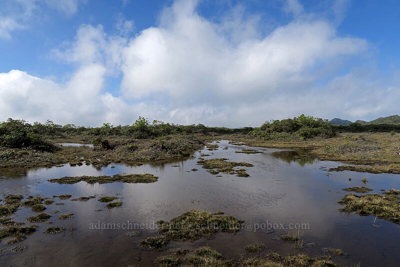 Alaka'i Swamp [Alaka'i Swamp Trail, Alaka'i Wilderness Preserve, Kaua'i, Hawaii]