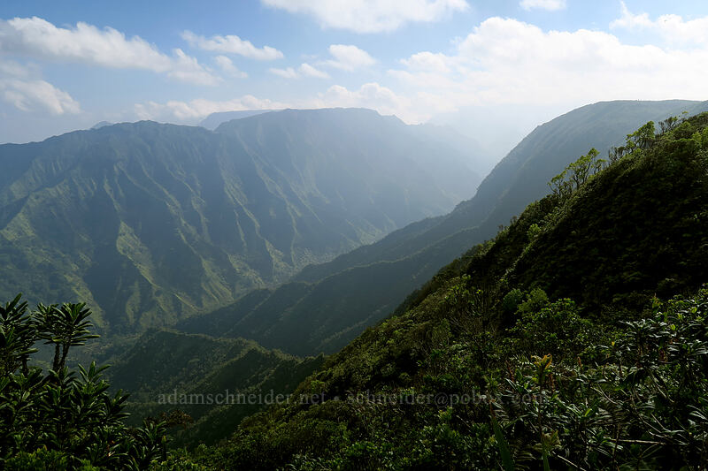 upper Wainiha Valley [Kilohana Viewpoint, Alaka'i Wilderness Preserve, Kaua'i, Hawaii]