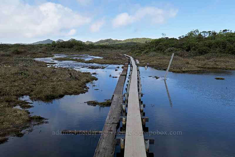 trail through Alaka'i Swamp [Alaka'i Swamp Trail, Alaka'i Wilderness Preserve, Kaua'i, Hawaii]