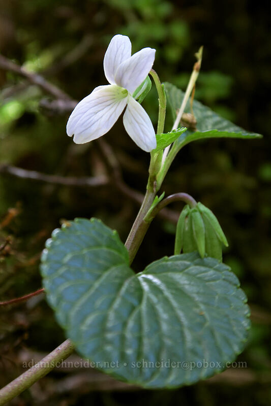 Kaua'i violet (pohe hiwa) (Viola kauaensis) [Alaka'i Swamp Trail, Alaka'i Wilderness Preserve, Kaua'i, Hawaii]