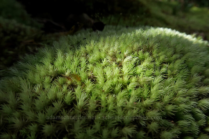 moss [Alaka'i Swamp Trail, Na Pali-Kona Forest Reserve, Kaua'i, Hawaii]