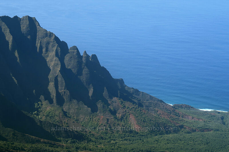 Nakeikiana'i'iwi [Pihea Trail, Na Pali-Kona Forest Reserve, Kaua'i, Hawaii]
