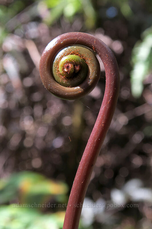uluhe fiddlehead (Dicranopteris linearis) [Pihea Trail, Na Pali-Kona Forest Reserve, Kaua'i, Hawaii]