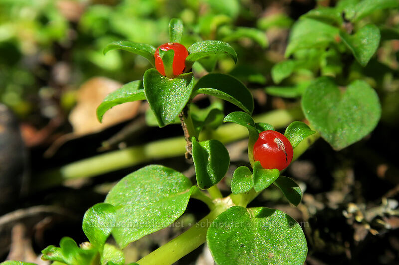 makole berries (Nertera granadensis (Coprosma granadensis)) [Pihea Trail, Na Pali-Kona Forest Reserve, Kaua'i, Hawaii]